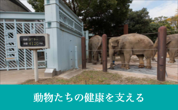 動物たちの健康を支える